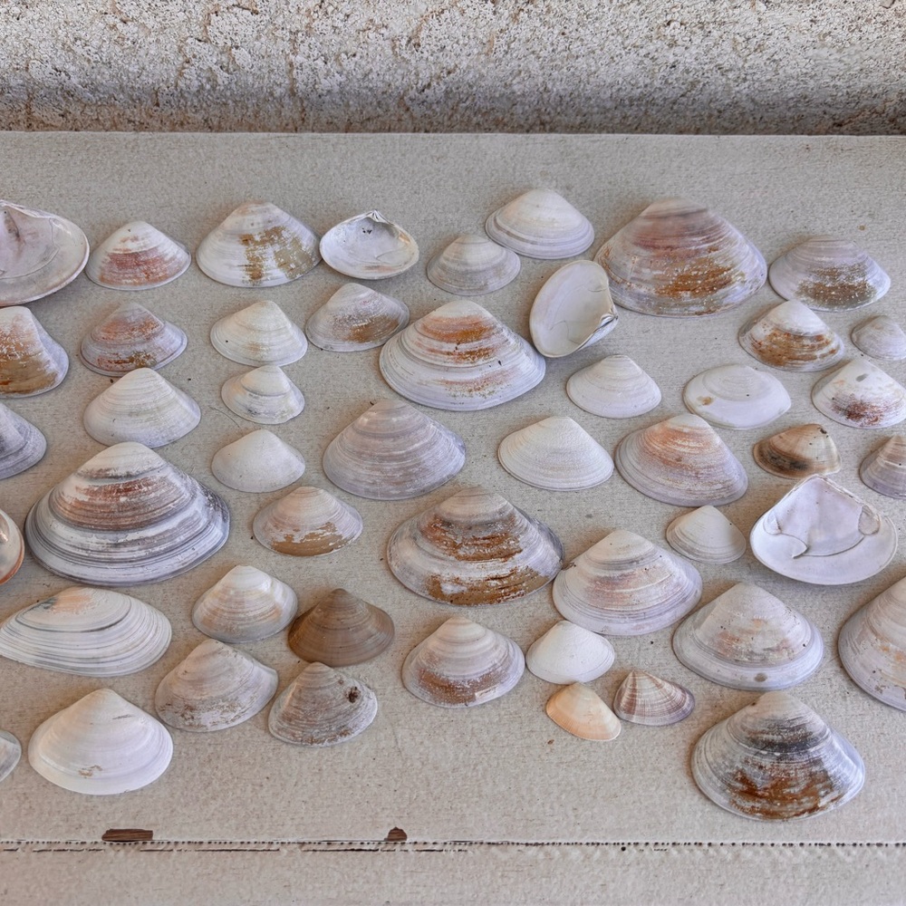 Natural  Pacific Clam Shells